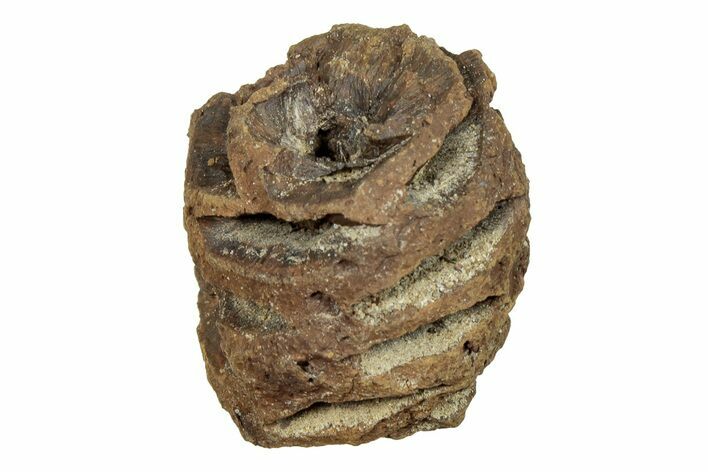 Fossil Pine Cone (Metasequoia) - Montana #246372